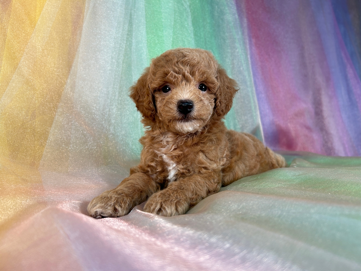 Petite Male Bichon Poodle Pup DOB 6-15-2024 $750 Ready to go now!